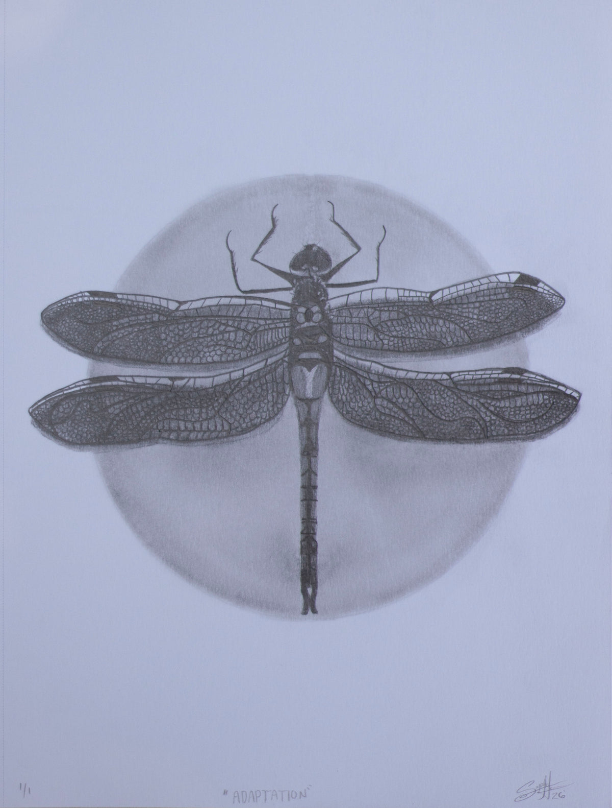 A monochrome dragonfly artwork centered over a pale circular form on a light gray background, with fine linework and shading throughout.