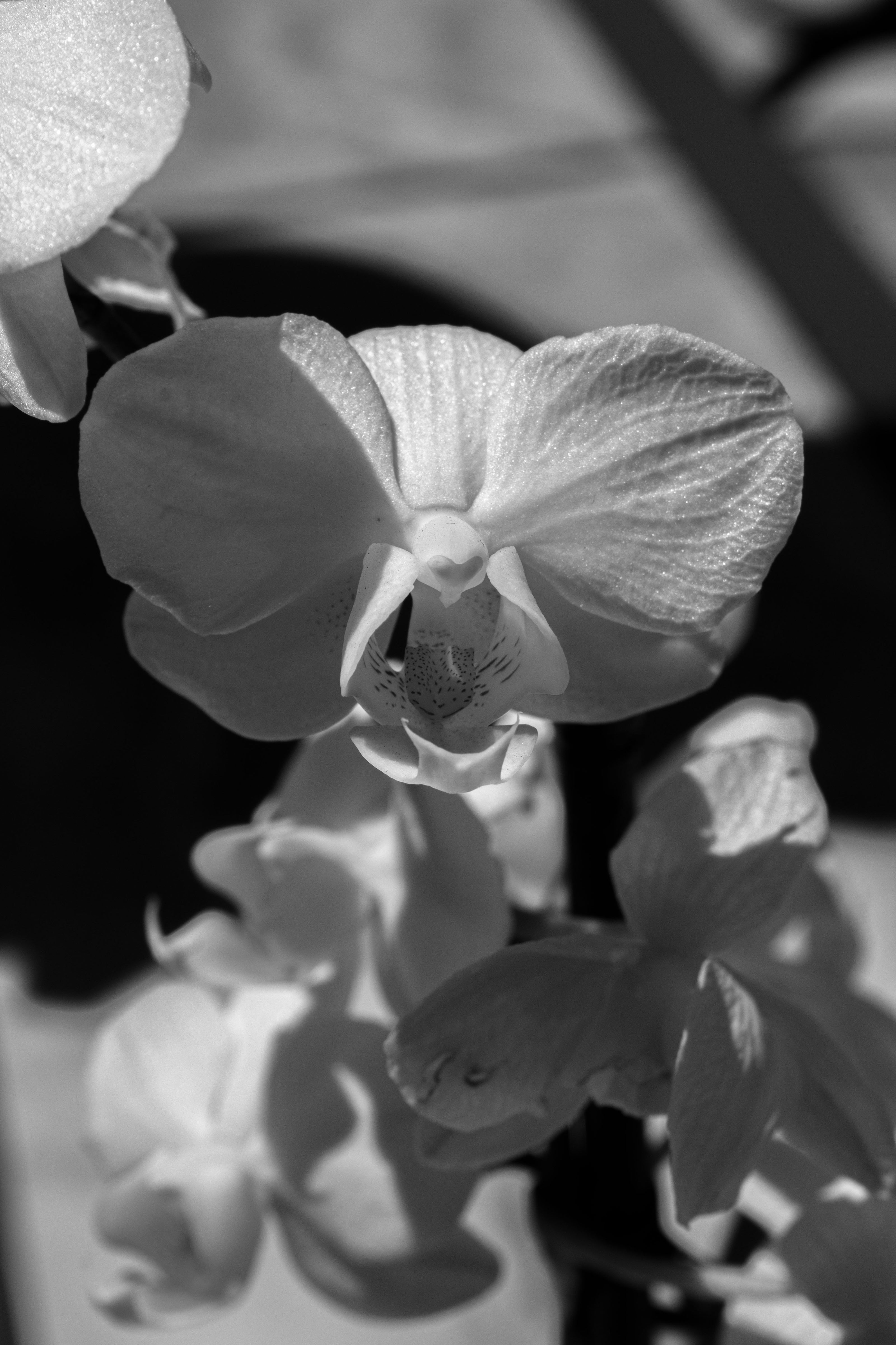 Black and white close-up photograph of orchid flowers, with the central bloom in sharp focus and softer blooms blurred around it.