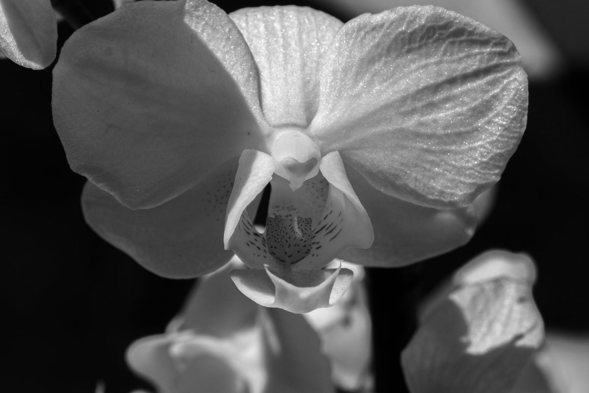 Black and white close-up photograph of orchid flowers, with the central bloom in sharp focus and softer blooms blurred around it.
