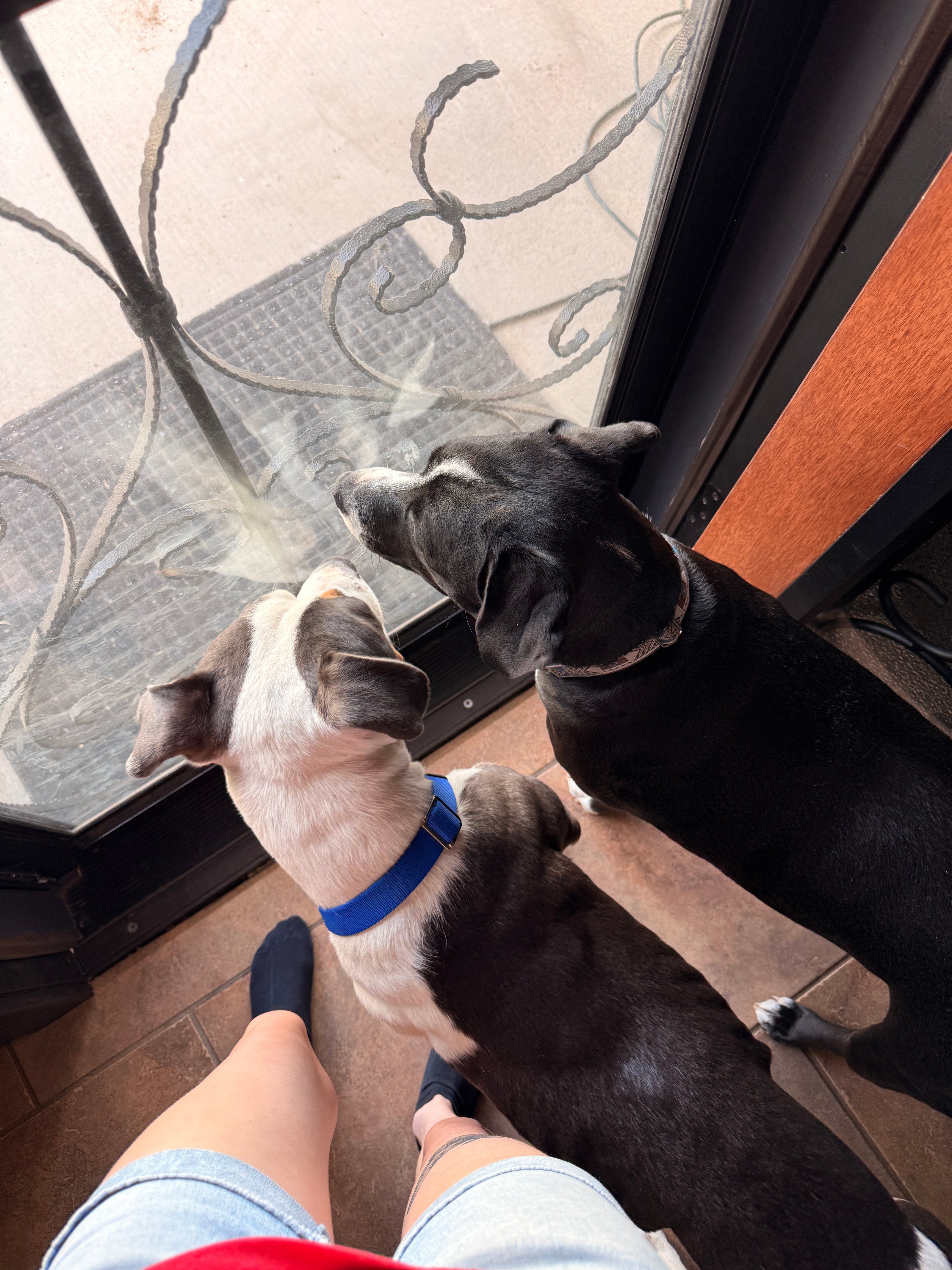 Two dogs, one black and one white with a blue collar, looking through a glass door or window. A person's legs and shorts are visible on the right side.