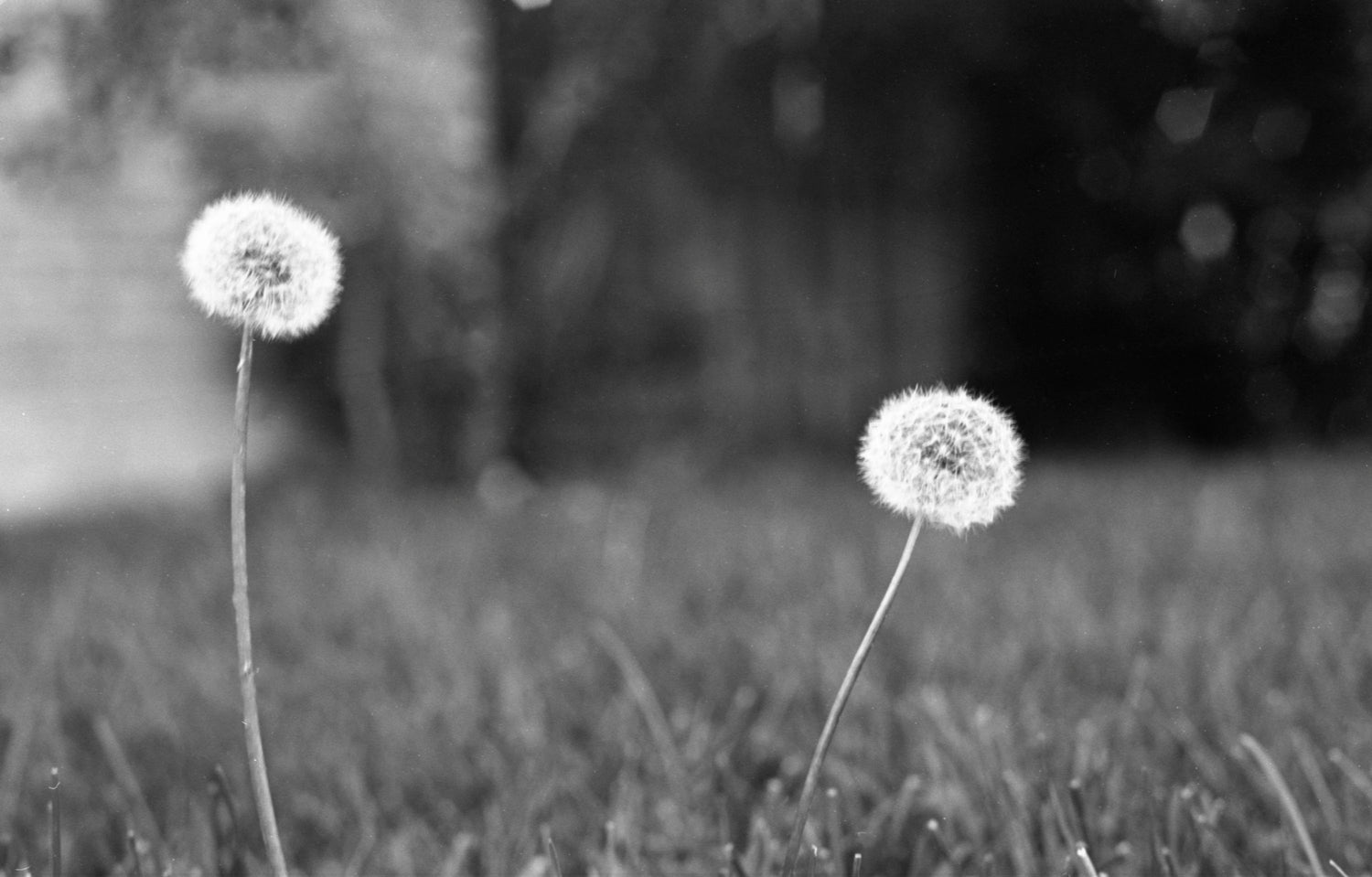 Black and white photograph of two dandelion seed heads standing in grass outdoors, with a blurred natural background.